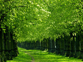 Dirt road forest green nature - a dirt road free wallpaper