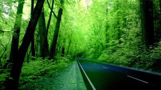 Forest road trees green light - both side of it free wallpaper