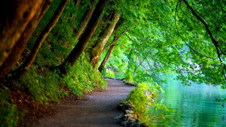 Path water trees bench sunlight - both side of it free wallpaper