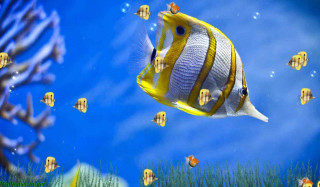 Fish swimming ocean blue sky 6 - lostfish free wallpaper