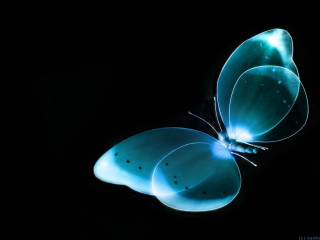 Blue butterfly black background wings - bioluminescence free wallpaper