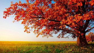 Tree red leaves grassy field - sunset free wallpaper