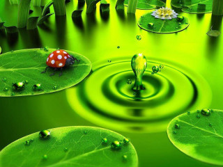 Green pond ladybug leafy lily 3 - art green free wallpaper