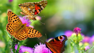 Butterflies flower sun ground beautiful - two butterfly free wallpaper