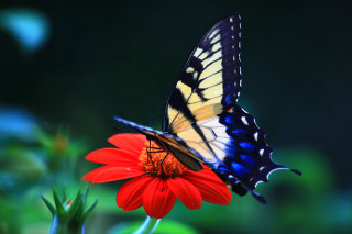 Butterfly flower blurry background nature - a blurry background behind free wallpaper