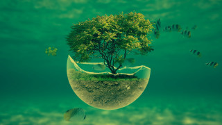 Tree bowl floating water fish 2 - plastic free wallpaper