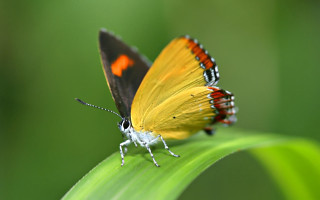 Butterfly orange black leaf green - its wing free wallpaper