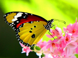 Butterfly pinkflower greenleaves macrophoto blur - a green leafy background free wallpaper