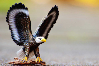Yellow beak black wings bird - a yellow beak free wallpaper