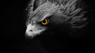 Bird black white yellow eyes - photo of a bird free wallpaper