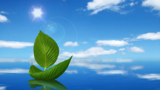Green leaf water sky sun - a green leaf free wallpaper