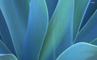 Blue plant green leaves macro - a blue sky background free wallpaper