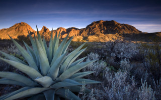 Large plant field mountains sunset - andor basch free wallpaper