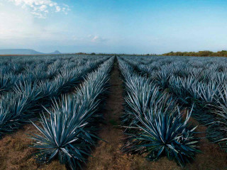 Blue agave field sky clouds - a blue sky free wallpaper