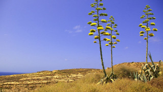 Tall plants hillside ocean blue - top of a grass free wallpaper