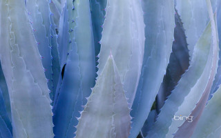 Close up plant leaves blue - a close up of a plant free wallpaper