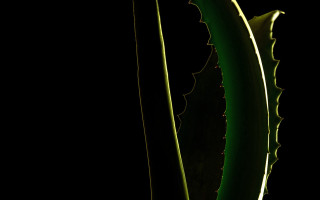 Green plant long thin leaves - thin free wallpaper