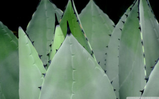 Close up plant leaves black 2 - a close up of a plant free wallpaper