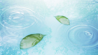 Two fish swimming water trees 2 - a pool of water free wallpaper for desktop