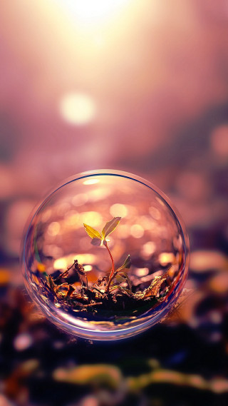 Small plant glass bowl water - a small plant free wallpaper