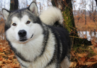 Husky dog woods leaves ground - husky free wallpaper