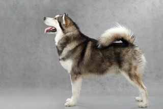 Dog standing studio tongue out - its tongue free wallpaper