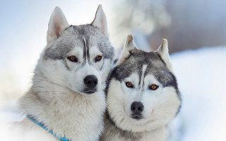 Husky dogs sitting snow together - the snow together free wallpaper