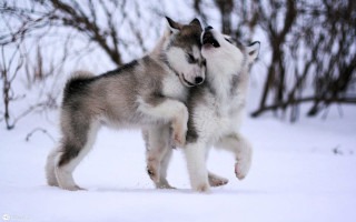 Husky dogs playing snow heads - husky free wallpaper