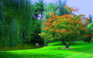 Tree park pond background trees - impressionist free wallpaper