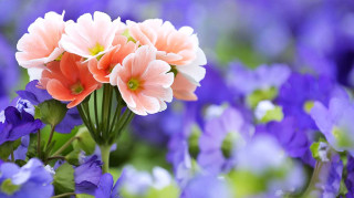 Flowers grass bunch colorful nature - betty merken free wallpaper