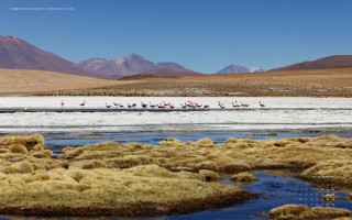 Flamingos beach water mountains group - a beach next free wallpaper