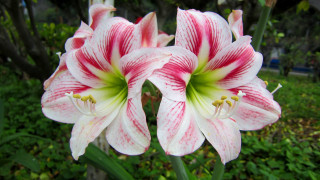 Pink white flowers garden green - green grass and trees free wallpaper