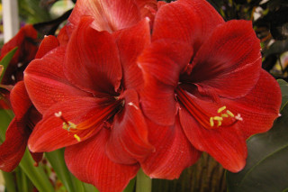 Red flower green leaves white 2 - a red flower free wallpaper