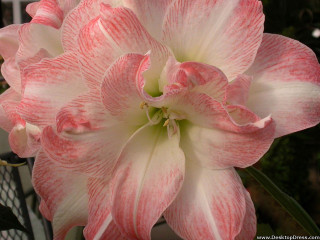 Pink white flower green stem 2 - art informel free wallpaper