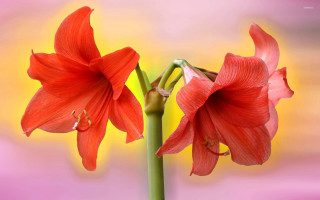 Red flowers yellow pink border - two red flower free wallpaper
