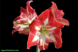 Red white flower green stem - anne dunn free wallpaper