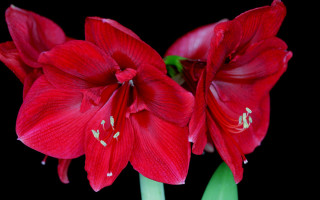 Red flowers green stems vase - two red flower free wallpaper