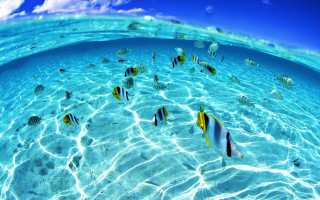 Fish swimming blue ocean sky - a few cloud free wallpaper