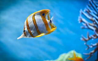 Fish swimming water corals aquatic - other thing free wallpaper