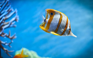 Fish swimming water corals other - a fish free wallpaper