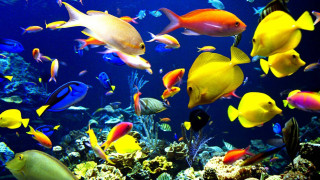 Large group of fish swimming - ernst haeckel free wallpaper