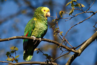 Green parrot tree branch leaves - primitivism free wallpaper