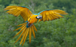 Blue yellow parrot flying forest - parrot free wallpaper