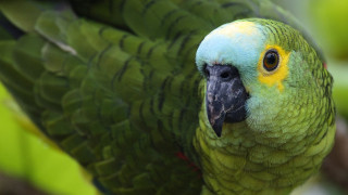 Green parrot yellow blue serious - upper body free wallpaper