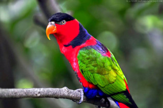 Colorful bird perched forest cloisonnism - upper body free wallpaper