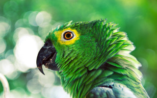Green parrot yellow black feathers - chica macnab free wallpaper