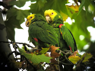 Two green parrots sitting on - bernd fasching free wallpaper for desktop
