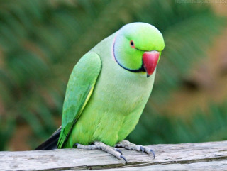 Green bird wooden branch nature - a red beak free wallpaper