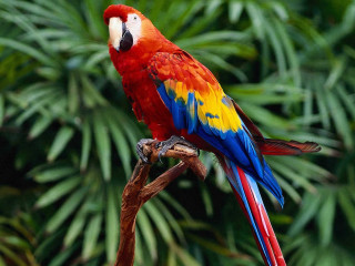 Colorful parrot perched branch forest - a colorful parrot free wallpaper