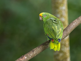Green parrot branch tree blurry - upper body free wallpaper